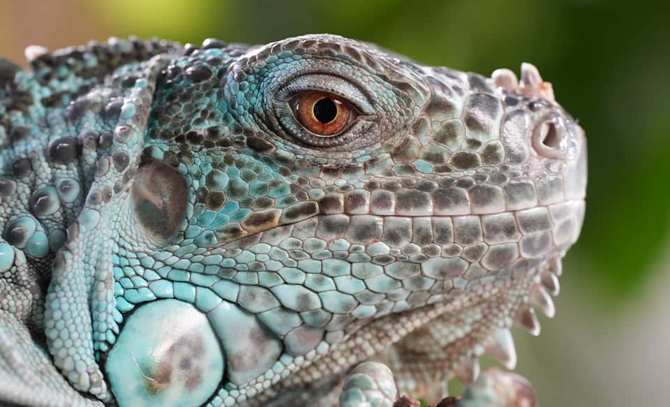 極美品】SONY FE 70-200mm F4 Macro G OSS II（SONY (ソニー) FE 70  