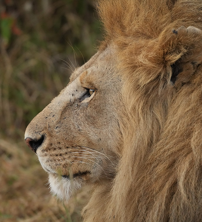 lion