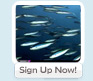 Underwater Photography Course