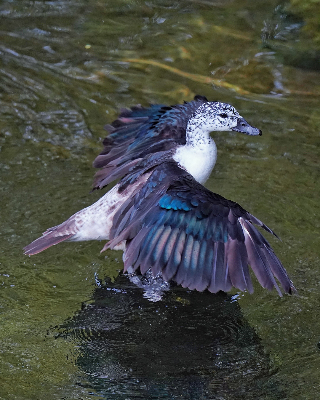 @best_birds_n_wildlife