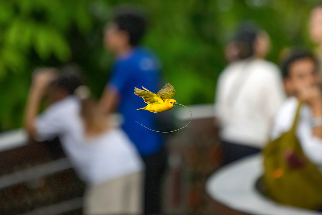 @hyjgoesbirding