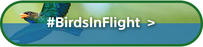 #BirdsInFlight | Open Category