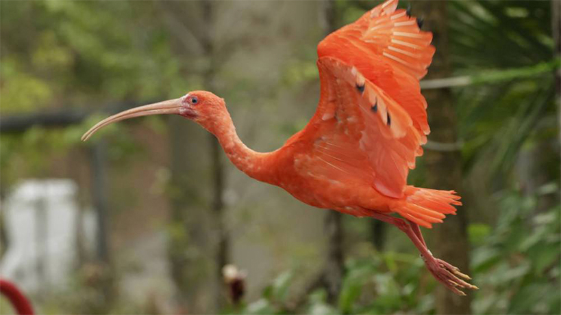 #BirdsInFlight | Runner