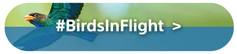 #BirdsInFlight | Sony Category