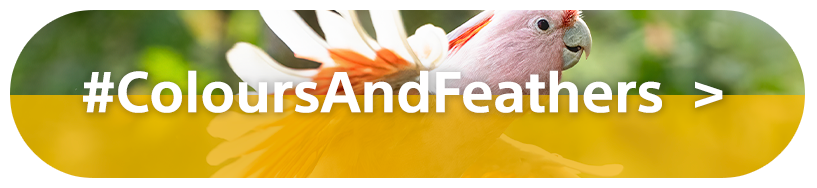 #ColoursAndFeathers | Sony Category