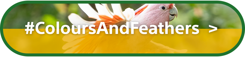 #ColoursAndFeathers | Open Category