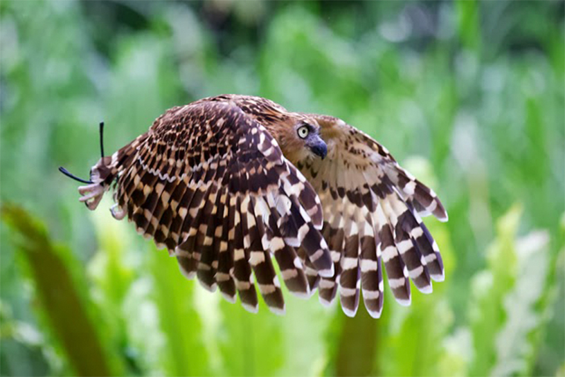 #BirdsInFlight | Winner