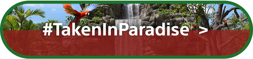 #TakenInParadise | Open Category