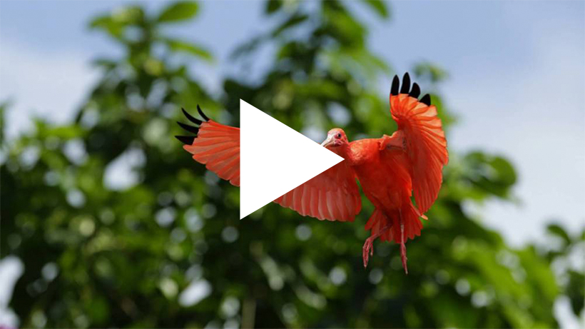#BirdsInFlight | Winner