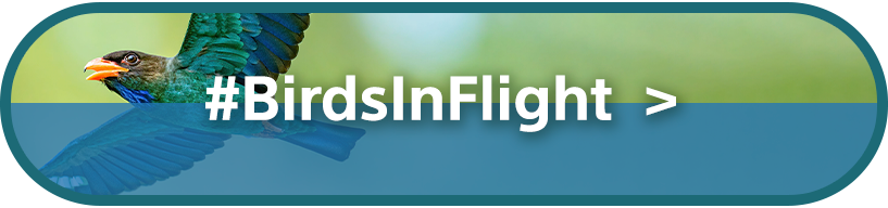 #BirdsInFlight | Video Category