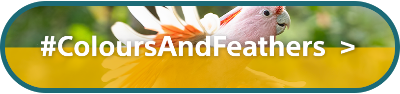 #ColoursAndFeathers | Video Category