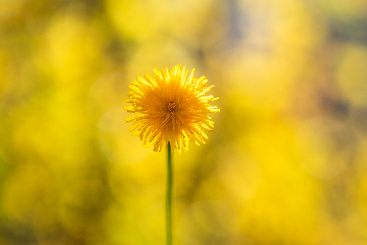bokeh-photo-flower